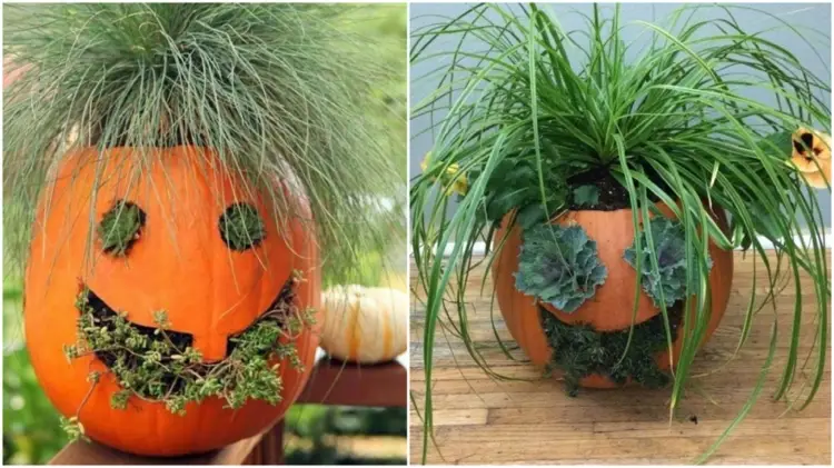 lustige Halloween Kürbis Gesichter mit Pflanzen