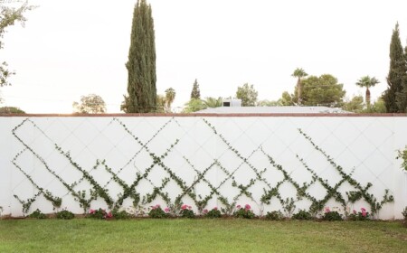 mauer zum haus des nachbarns verschönern mit kletterpflanzen