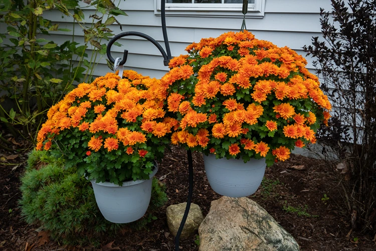 Orange Chrysanthemen sind perfekte Herbstblumen für Ampel