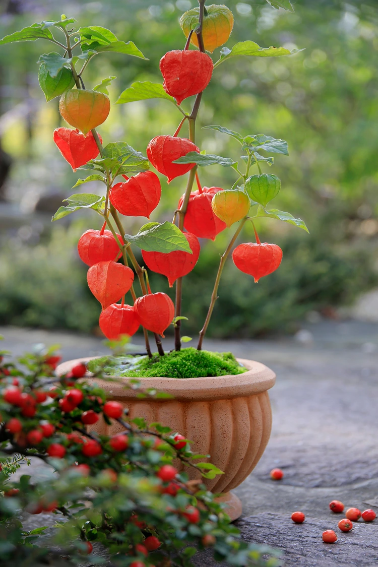 Schlichte Deko für draußen - Physalis am Zweig in einen Kübel mit Moos stecken