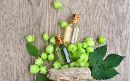 warum echter hopfen mithilfe der darmflora gegen diabetes und fettleber als naturheilmittel wirkt