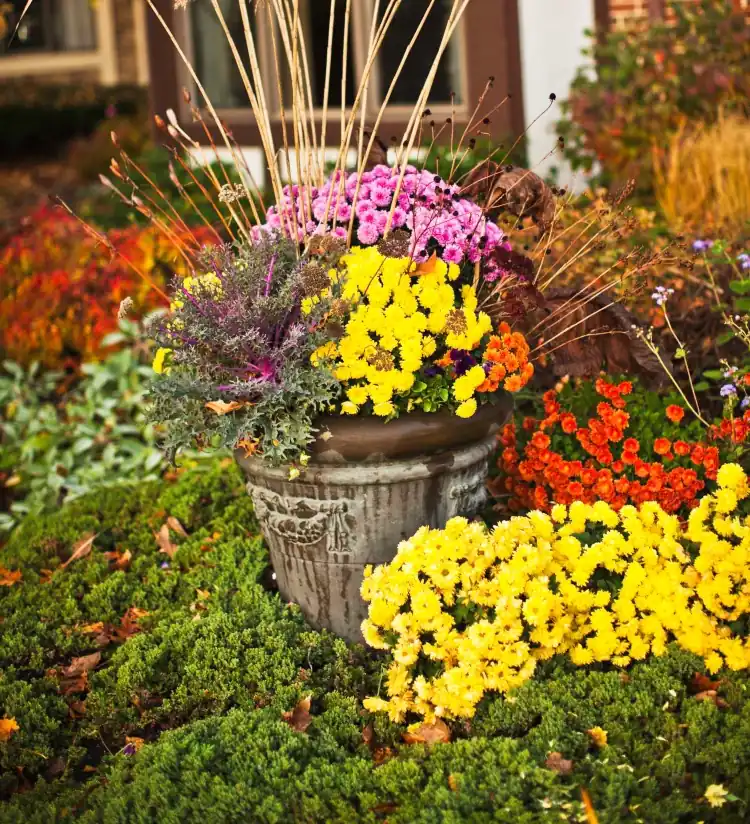 Aufgaben im Garten für Oktober Herbstblumen pflanzen