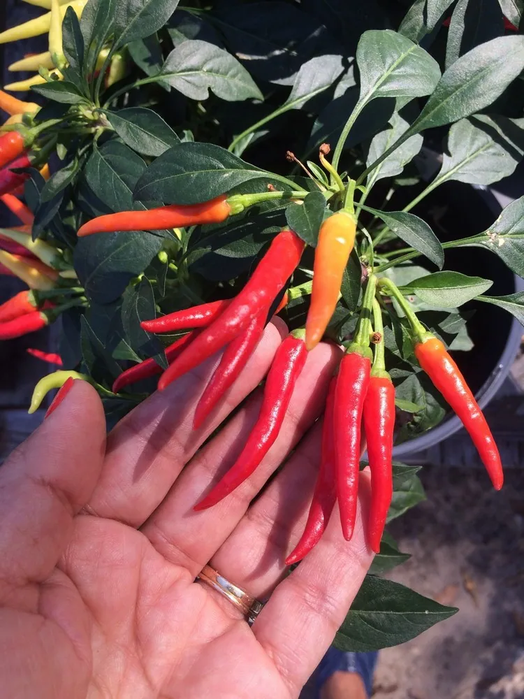 Chili Pflanze überwintern und geniessen