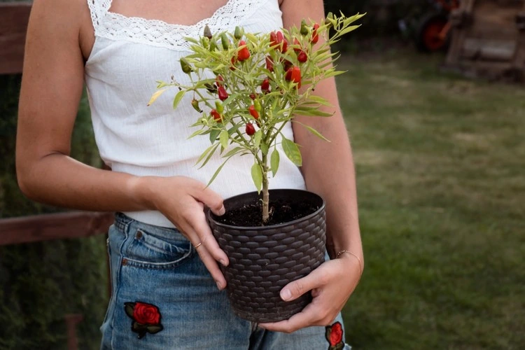 Chili aus dem Wintergarten essen