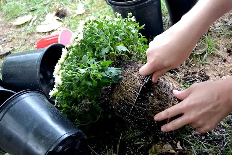 Chrysanthemen zum Einpflanzen vorbereiten