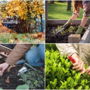 Gartenarbeit im Oktober Tipps für Hochbeet und Zwiebelblumen und Heckenpflanzen