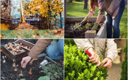 Gartenarbeit im Oktober Tipps für Hochbeet und Zwiebelblumen und Heckenpflanzen