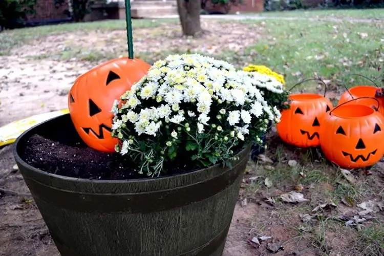 Halloween Deko für Vorgarten mit Chrysanthemen