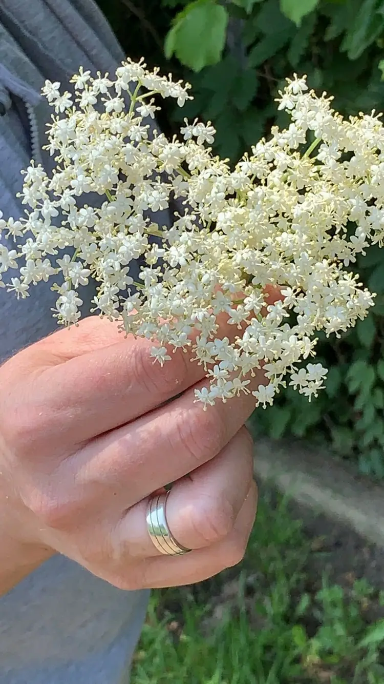 Holunderblüten wirken schweisßtreibend