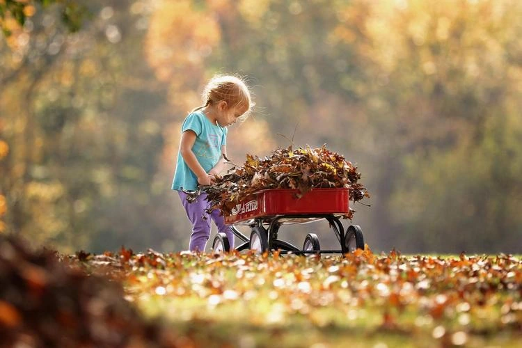 Kind hilft beim Laub harken und transportieren mit Gartenkarre