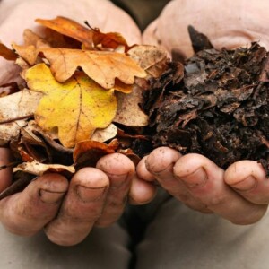 Laub kompostieren - Tipps für natürlichen Dünger für den Garten