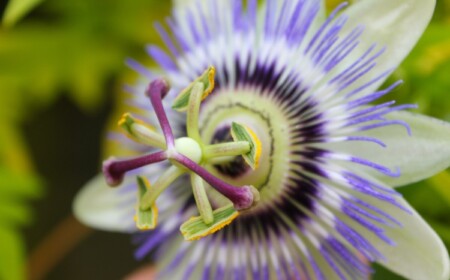 Passionsblume im Frühling zurückschneiden und pflegen Tipps