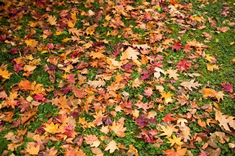 Rasenpflege im Herbst - Allgemeine Tipps für den Garten