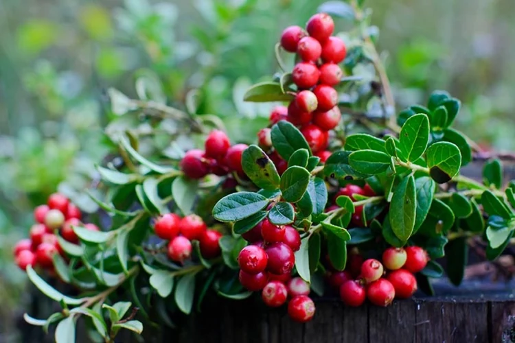 Winterharte Balkonpflanzen Cranberry Pflege Tipps