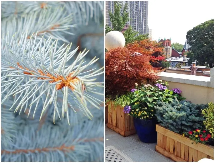 winterharte und immergrüne Kübelpflanzen für Balkon blaue Stechfichte