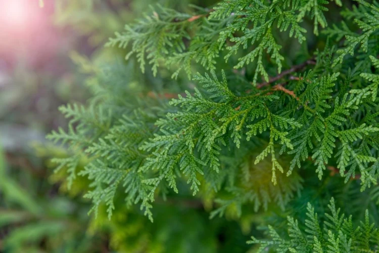 Zwergkonifere ist eine immergrüne und winterharte Balkonpflanze