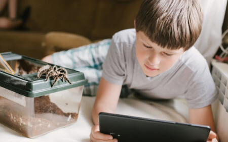 arachnophobie oder angst vor spinnen überwinden durch mobile anwendung