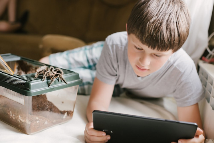 arachnophobie oder angst vor spinnen überwinden durch mobile anwendung