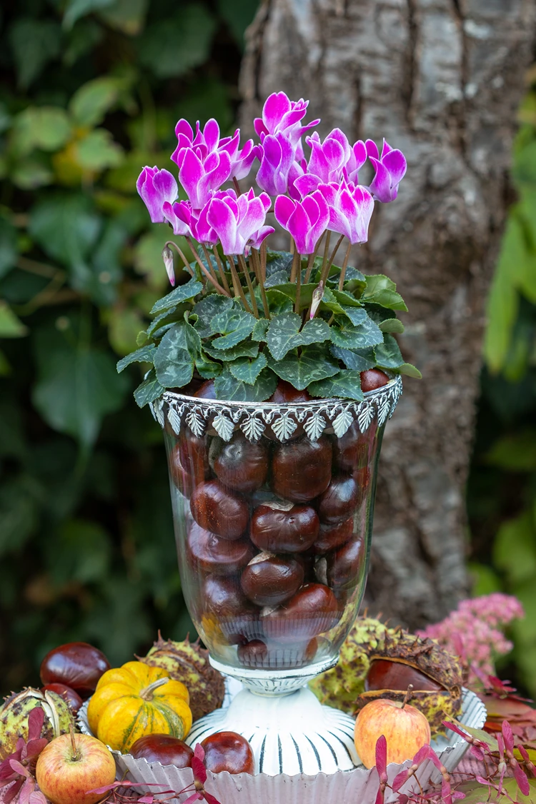 Deko mit Kastanien im Glas für draußen - Alpenveilchen pflanzen