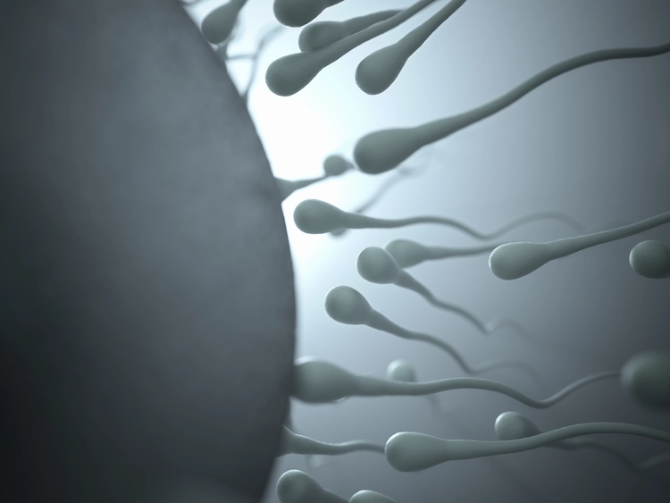 neue methoden gegen männliche unfruchtbarkeit durch stammzellen entwickeln