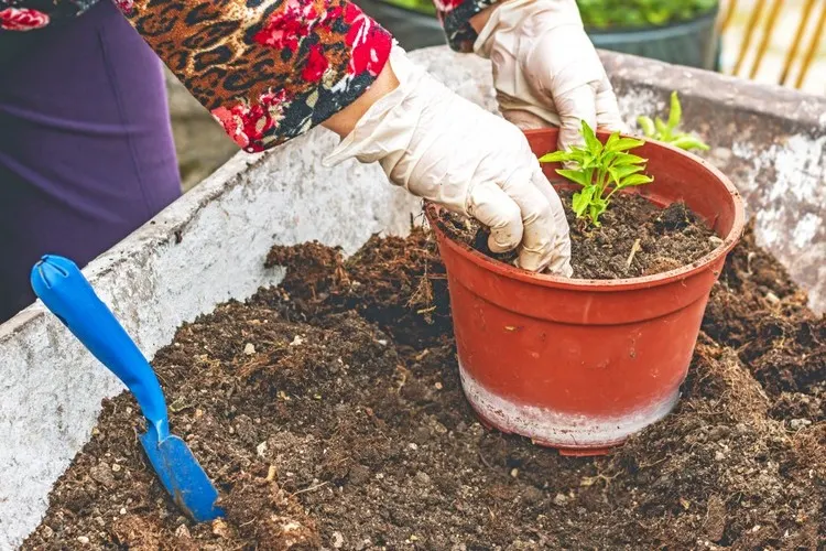roter Chili Gewächs umtopfen