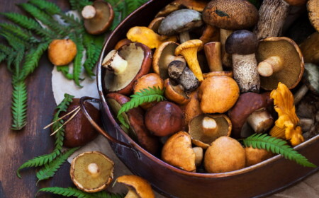 waldpilze und andere pilze zum essen als potenzielles mittel gegen depressive zustände