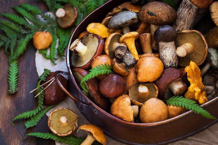 waldpilze und andere pilze zum essen als potenzielles mittel gegen depressive zustände