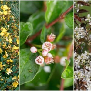 Blühende Heckenpflanzen für Garten immergrüne Sorten