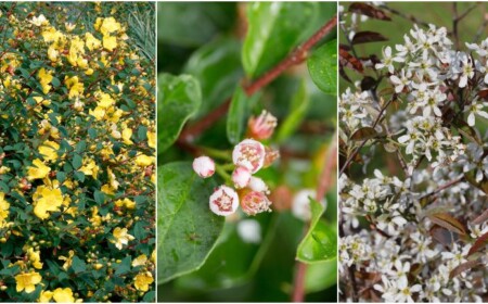 Blühende Heckenpflanzen für Garten immergrüne Sorten