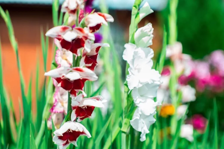 Gladiolen im Frühling pflanzen Gartentipps