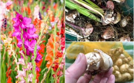 Gladiolen überwintern Anleitung für Herbst und Winter