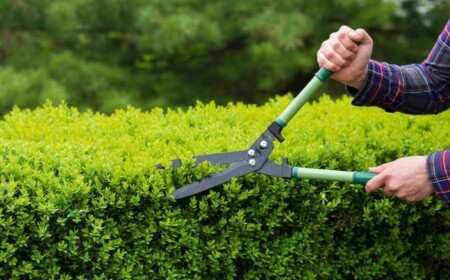 Hecke schneiden ab wann ist es erlaubt