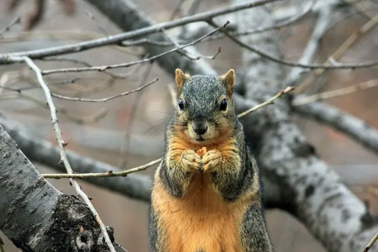 Im Winter Eichhörnchenfutterhaus in den Garten hängen und Tiere füttern