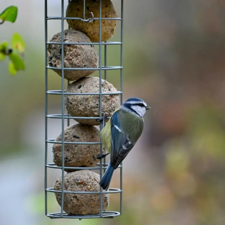Meisen und andere Gartenvögel im Winter füttern