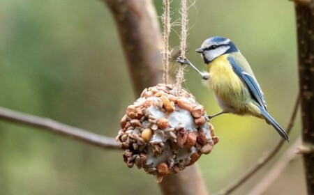 Meisenknödel selber machen - Rezept und Tipps für Vögel