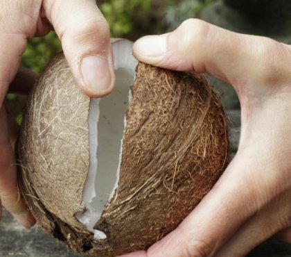 Reife Kokosnuss öffnen - Tipps und Tricks ohne Hammer
