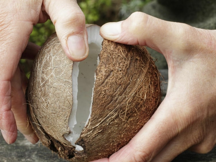 Reife Kokosnuss öffnen - Tipps und Tricks ohne Hammer