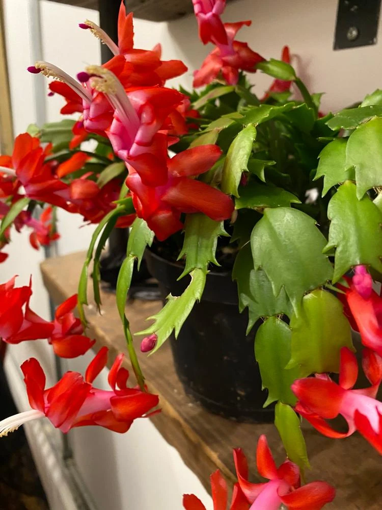 Rot blühender Weihnachtskaktus Schlumbergera Tipps für üppige Blüte