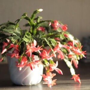 Schlumbergera truncata Weihnachtskaktus als Zimmerpflanze