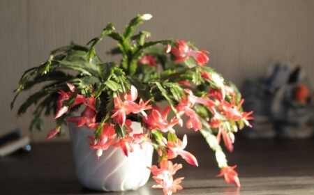 Schlumbergera truncata Weihnachtskaktus als Zimmerpflanze