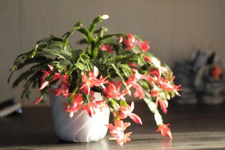 Schlumbergera truncata Weihnachtskaktus als Zimmerpflanze