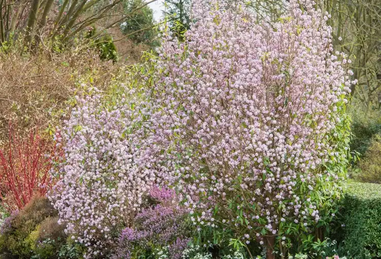 Seidelbast blüht von Januar bis April mit rosa Blüten
