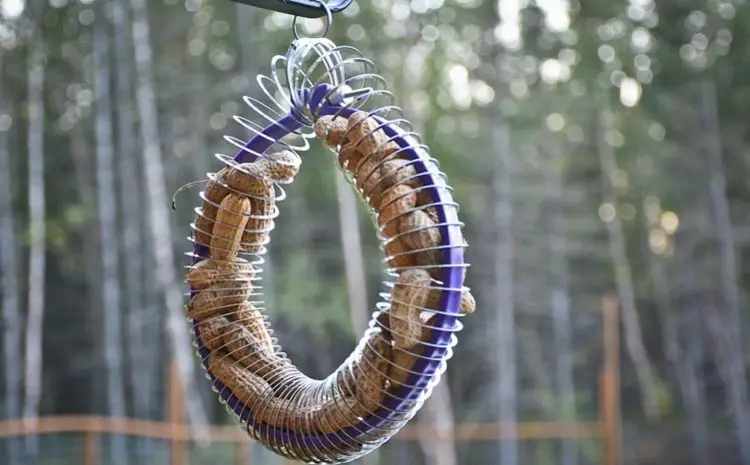 Stickrahmen in einem Slinky zum Verfüttern von ungeschälten Erdnüssen