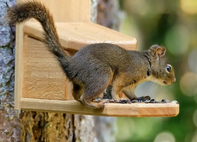 Vogelhäuser mit Eichhörnchenhäuser kombinieren für einen tierfreundlichen Garten