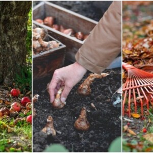 Was ist im November im Garten zu tun Tipps rund um Gartenarbeit