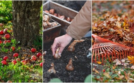 Was ist im November im Garten zu tun Tipps rund um Gartenarbeit