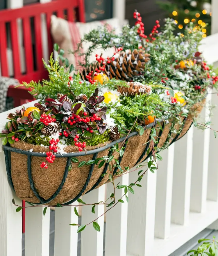 Weihnachtsdeko im Blumenkasten aus bunten und immergrünen Pflanzen mit Beeren
