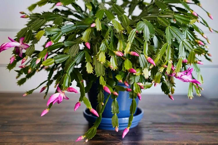 Weihnachtskaktus mit pinken Blüten und hängenden Trieben