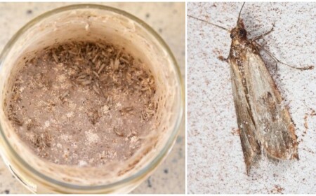 Wie Lebensmittelmotten bekämpfen Tipps