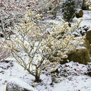 Winterblüher Strauch mit gelben Blüten